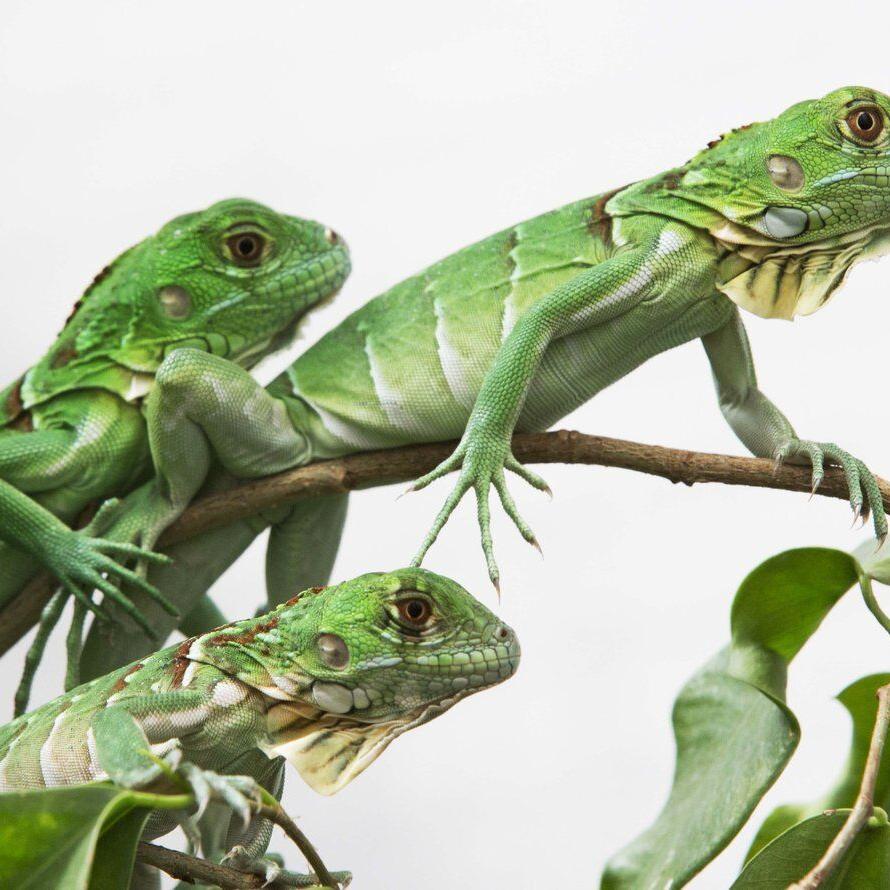 Taiwan plans to cull up to 120,000 green iguanas due to their negative impact on agriculture